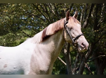 Paint Horse Mix, Ruin, 11 Jaar, 160 cm, Gevlekt-paard