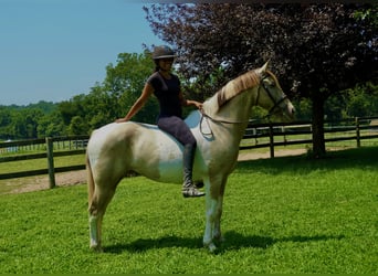 Paint Horse Mix, Ruin, 11 Jaar, 160 cm, Gevlekt-paard