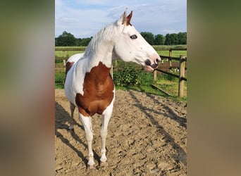 Paint Horse, Ruin, 12 Jaar, 152 cm, Gevlekt-paard