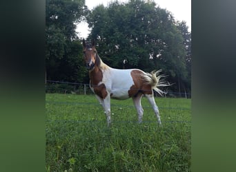 Paint Horse Mix, Ruin, 12 Jaar, 165 cm, Gevlekt-paard