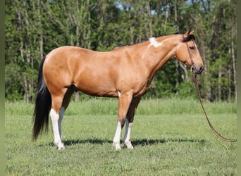 Paint Horse, Ruin, 13 Jaar, 150 cm, Buckskin