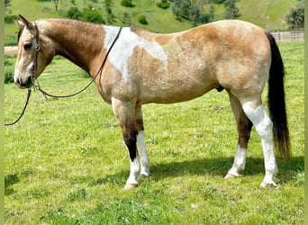 Paint Horse, Ruin, 13 Jaar, 152 cm, Buckskin