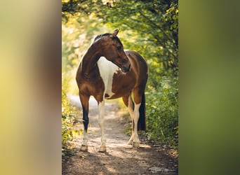 Paint Horse Mix, Ruin, 13 Jaar, 155 cm, Gevlekt-paard