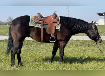 Paint Horse, Ruin, 15 Jaar, 160 cm, Donkerbruin