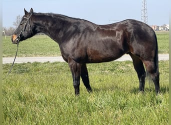Paint Horse, Ruin, 15 Jaar, 160 cm, Donkerbruin