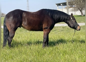 Paint Horse, Ruin, 15 Jaar, 160 cm, Donkerbruin