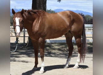 Paint Horse, Ruin, 18 Jaar, 163 cm, Donkere-vos
