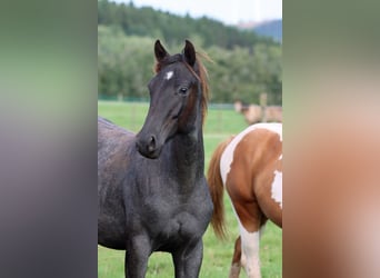 Paint Horse, Ruin, 1 Jaar, 150 cm, Roan-Blue