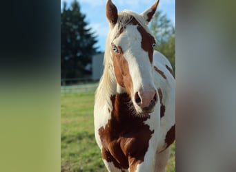 Paint Horse, Ruin, 1 Jaar, 150 cm, Tovereo-alle-kleuren
