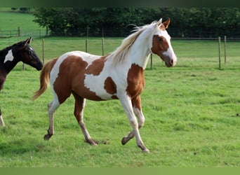 Paint Horse, Ruin, 1 Jaar, 152 cm, Tovereo-alle-kleuren