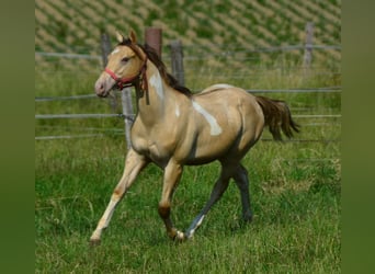 Paint Horse, Ruin, 1 Jaar, 156 cm, Champagne