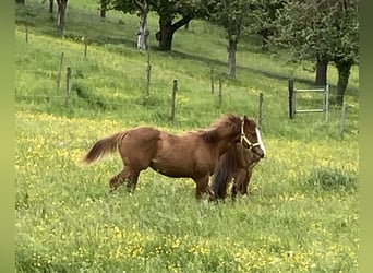 Paint Horse, Ruin, 1 Jaar, Vos