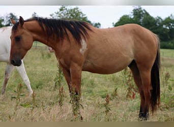Paint Horse, Ruin, 2 Jaar, 150 cm, Bruin