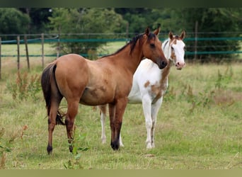 Paint Horse, Ruin, 2 Jaar, 150 cm, Bruin