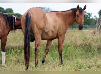 Paint Horse, Ruin, 2 Jaar, 150 cm, Bruin