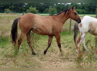 Paint Horse, Ruin, 2 Jaar, 150 cm, Bruin