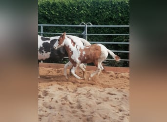 Paint Horse, Ruin, 2 Jaar, 152 cm, Tovereo-alle-kleuren