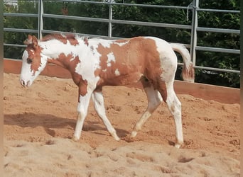 Paint Horse, Ruin, 2 Jaar, 152 cm, Tovereo-alle-kleuren