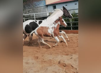 Paint Horse, Ruin, 2 Jaar, 152 cm, Tovereo-alle-kleuren