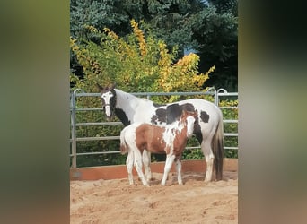 Paint Horse, Ruin, 2 Jaar, 152 cm, Tovereo-alle-kleuren