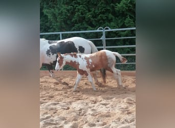 Paint Horse, Ruin, 2 Jaar, 152 cm, Tovereo-alle-kleuren
