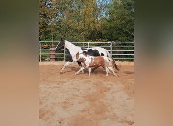 Paint Horse, Ruin, 2 Jaar, 152 cm, Tovereo-alle-kleuren