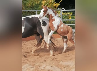 Paint Horse, Ruin, 2 Jaar, 152 cm, Tovereo-alle-kleuren
