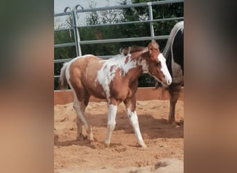 Paint Horse, Ruin, 2 Jaar, 152 cm, Tovereo-alle-kleuren