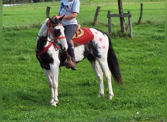 Paint Horse, Ruin, 3 Jaar, 146 cm, Gevlekt-paard