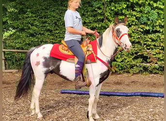 Paint Horse, Ruin, 3 Jaar, 146 cm, Gevlekt-paard