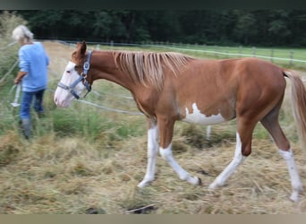 Paint Horse, Ruin, 3 Jaar, 146 cm, Gevlekt-paard