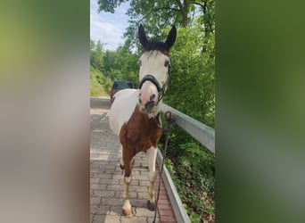 Paint Horse, Ruin, 3 Jaar, 148 cm, Gevlekt-paard
