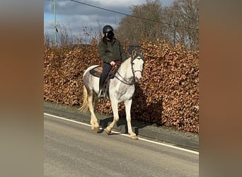 Paint Horse Mix, Ruin, 3 Jaar, 153 cm, Gevlekt-paard