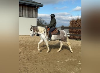 Paint Horse Mix, Ruin, 3 Jaar, 153 cm, Gevlekt-paard