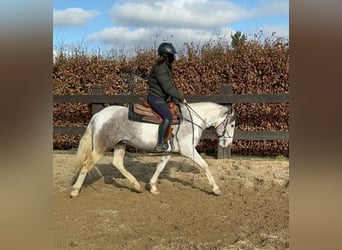 Paint Horse Mix, Ruin, 3 Jaar, 153 cm, Gevlekt-paard