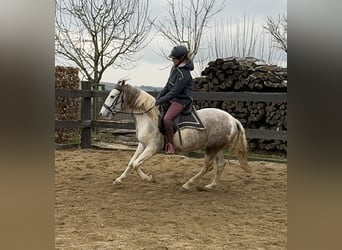 Paint Horse Mix, Ruin, 3 Jaar, 153 cm, Gevlekt-paard