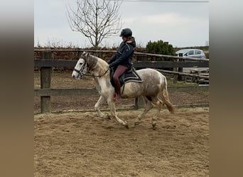 Paint Horse Mix, Ruin, 3 Jaar, 153 cm, Gevlekt-paard