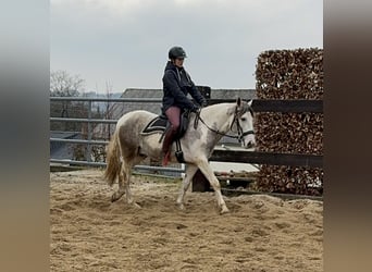 Paint Horse Mix, Ruin, 3 Jaar, 153 cm, Gevlekt-paard