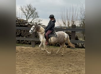 Paint Horse Mix, Ruin, 3 Jaar, 153 cm, Gevlekt-paard