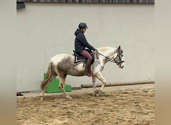 Paint Horse Mix, Ruin, 3 Jaar, 153 cm, Gevlekt-paard