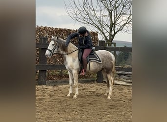 Paint Horse Mix, Ruin, 3 Jaar, 153 cm, Gevlekt-paard