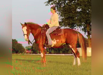 Paint Horse Mix, Ruin, 3 Jaar, 155 cm, Overo-alle-kleuren