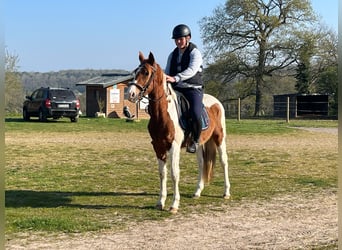 Paint Horse, Ruin, 3 Jaar, 155 cm, Tobiano-alle-kleuren