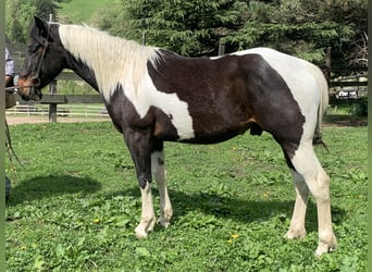 Paint Horse, Ruin, 3 Jaar, 155 cm, Tobiano-alle-kleuren