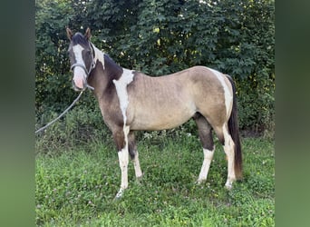 Paint Horse, Ruin, 3 Jaar, 155 cm, Tobiano-alle-kleuren