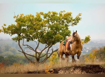 Paint Horse, Ruin, 3 Jaar, 160 cm, Gevlekt-paard