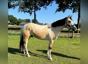 Paint Horse, Ruin, 3 Jaar, 160 cm, Tobiano-alle-kleuren