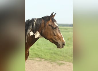 Paint Horse, Ruin, 3 Jaar, Bruin