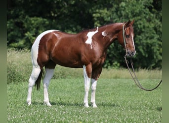 Paint Horse, Ruin, 4 Jaar, 152 cm, Donkere-vos