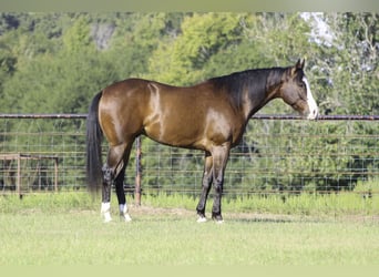 Paint Horse, Ruin, 4 Jaar, 152 cm, Roodbruin